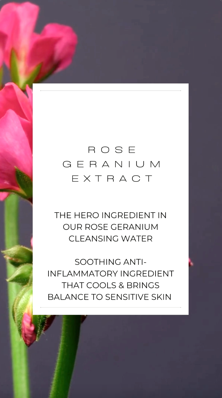 Rose Geranium Cleansing Water